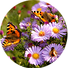 Each Perdue Farms order comes with a pollinator seed packet
