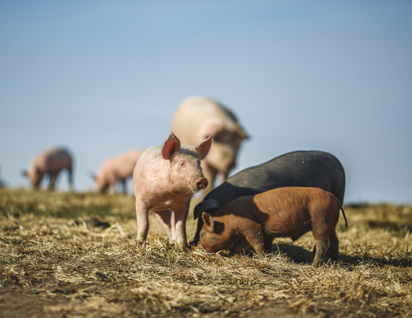 Niman Ranch hogs