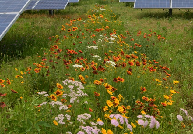 pollinator friendly garden at Perdue Farms headquarters