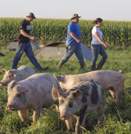 Niman Ranch hog farmers