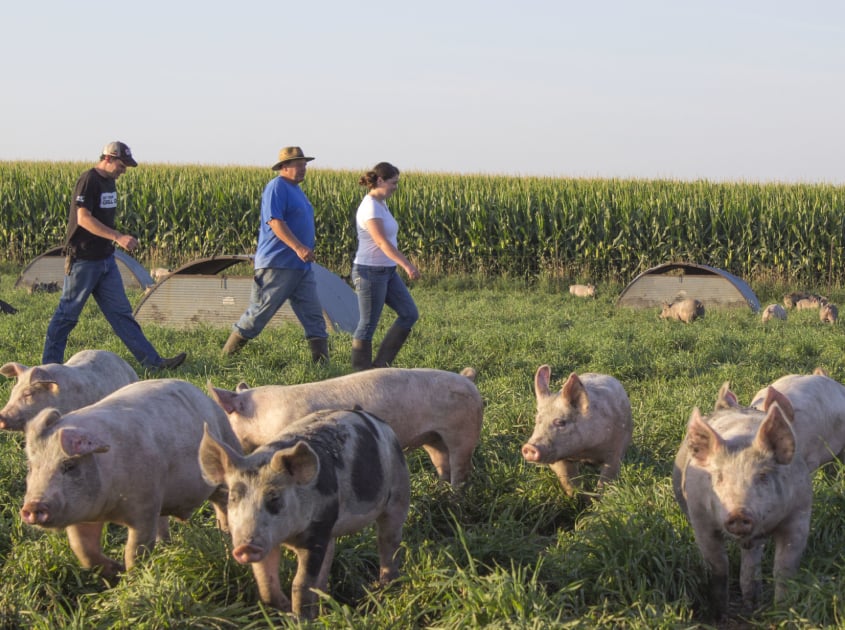 how to become a Niman Ranch farmer